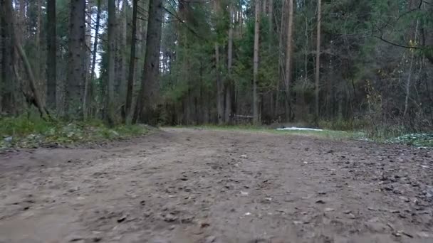 Marcher sur le sentier sale de la forêt — Video