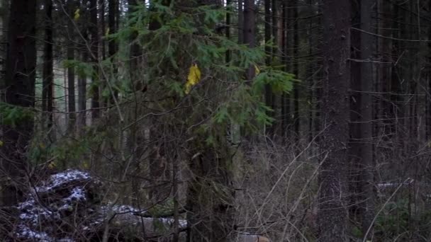 Rond het schieten in het dennenbos — Stockvideo