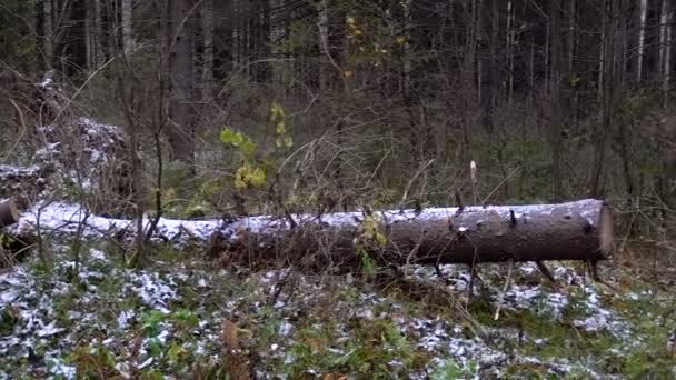 Tir de l'arbre tombé dans la forêt 