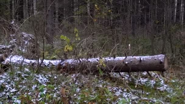 Opnames van omgevallen boom in het bos — Stockvideo