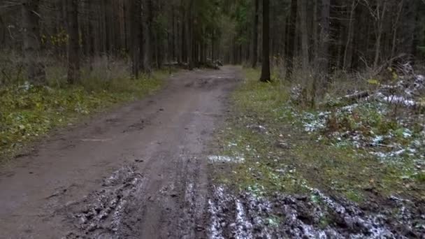 Fotografering av frusen vattenpöl i skogen — Stockvideo