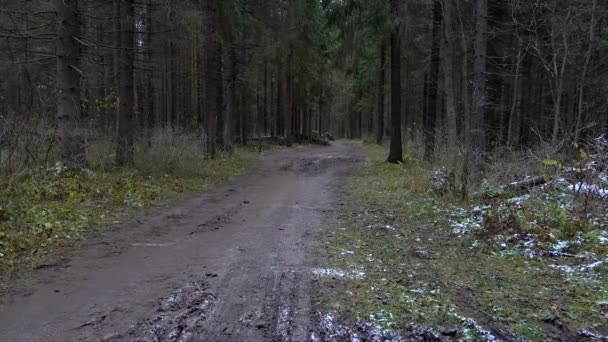 Tiro de charco fangoso en el bosque — Vídeos de Stock