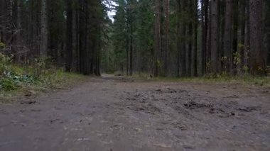 Çamurlu yolun ormanın içinde çekim