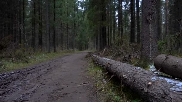 Video van gevallen naaldboom in het bos — Stockvideo