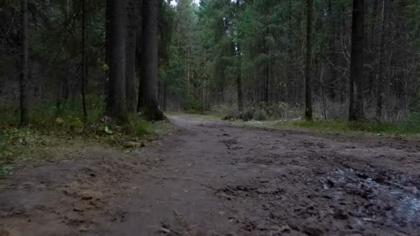 Зйомки брудної дороги в лісі — стокове відео