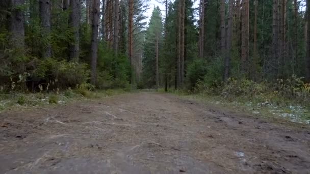 Video av smutsiga spår i skogen — Stockvideo