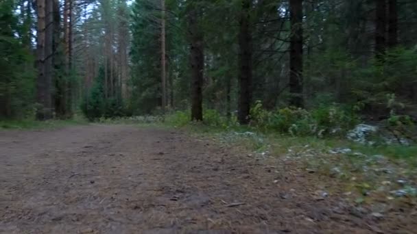 Video av spår i skogen — Stockvideo