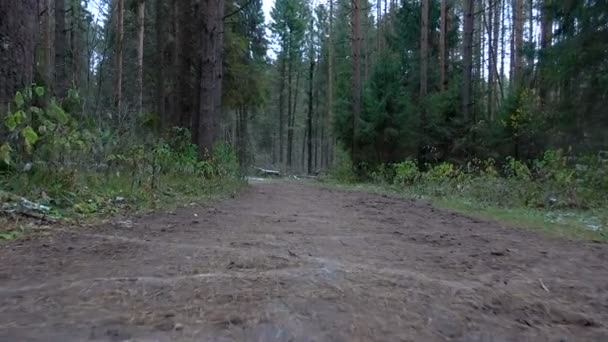 Inspelningen av crossroads i skogen — Stockvideo