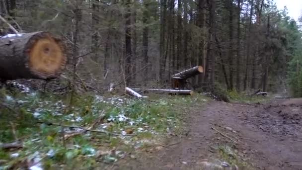 Tir d'arbres tombés dans la forêt — Video