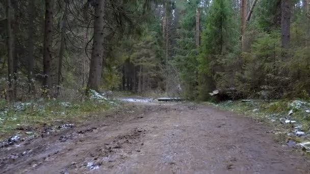 Vídeo de árvores caídas na floresta — Vídeo de Stock