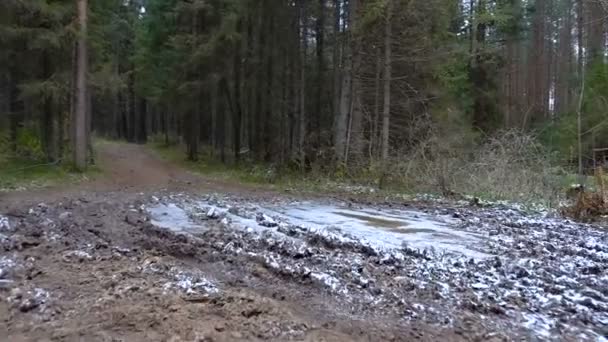 Video av tall fallit träd i skogen — Stockvideo