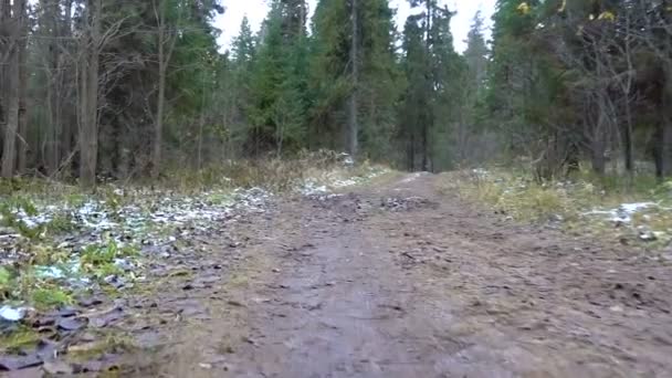 Видео замерзшего водоема в лесу — стоковое видео