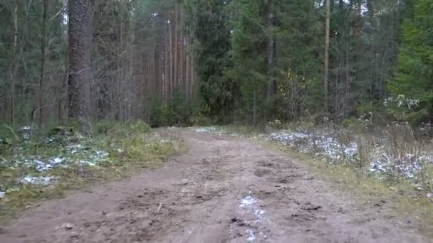 Video av frysta smutsiga spår i skogen — Stockvideo