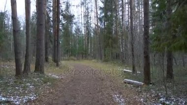 Çam ormanı içinde donmuş kirli yolu