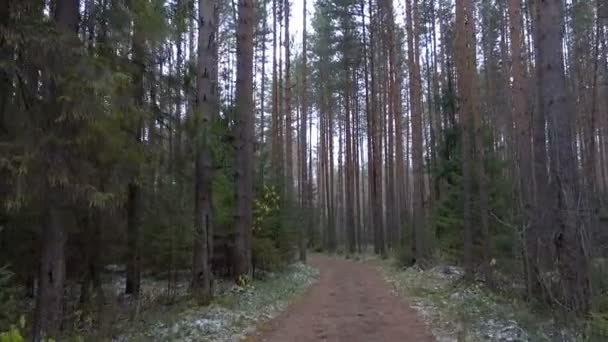 Prise de vue du sentier sale gelé dans la forêt — Video