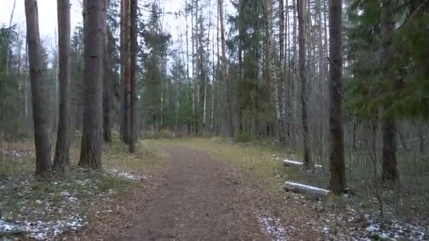 Camino sucio congelado en el bosque de pinos — Vídeos de Stock