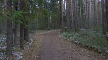 Ffrozen kirli trail çam ormanı içinde