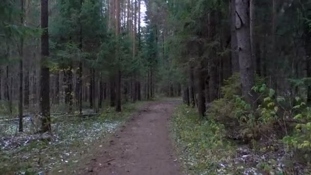 Video köknar ormanın içinde donmuş çamurlu yol — Stok video