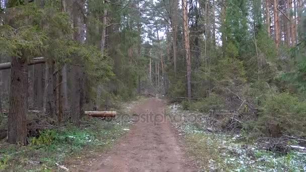 Video de la deforestación en el bosque de pinos — Vídeos de Stock