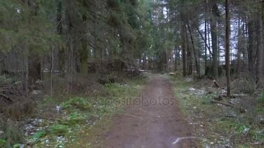 Çam ormanı içinde çamurlu yol çekim