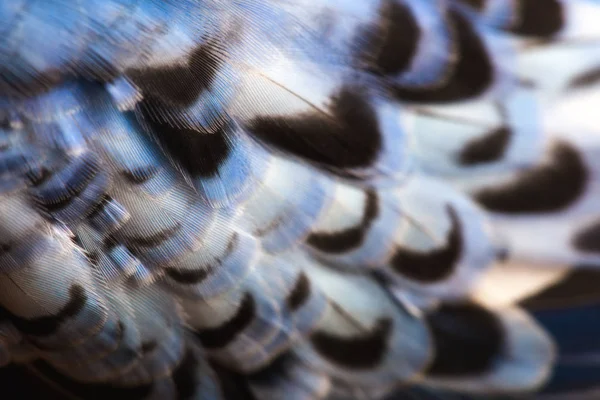 Wavy parrots feathers — Stock Photo, Image