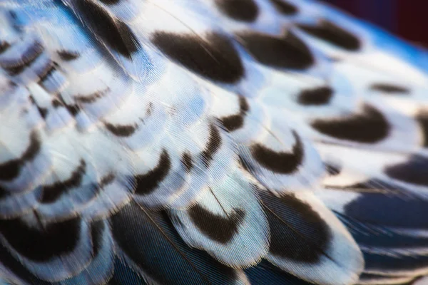 Blue wavy parrots feathers — Stock Photo, Image