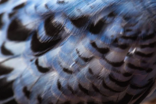 Textur welliger Papageienfedern — Stockfoto