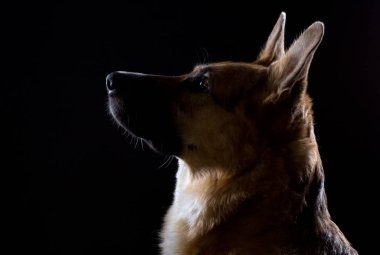 Alman çoban bekleyen komut