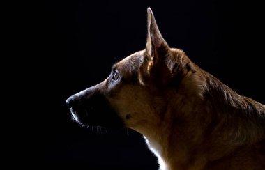 Profilde Alman safkan çoban