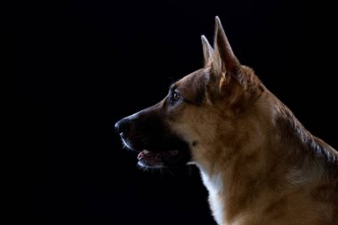 Açık ağız ile Alman çoban