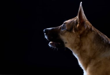 Açık ağız bekleyen komut ile köpek