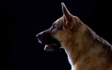 Dil ile Alman çoban