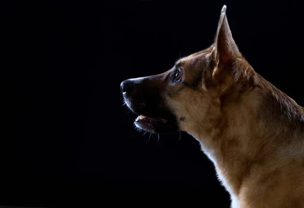 Açık ağız bekleyen komut ile köpek — Stok fotoğraf
