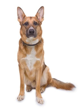 Safkan Alman kurdu oturan