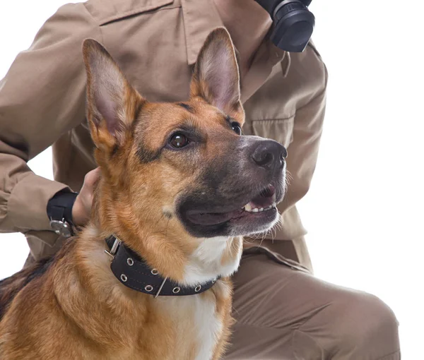 Alman çoban köpek işleyici ile — Stok fotoğraf