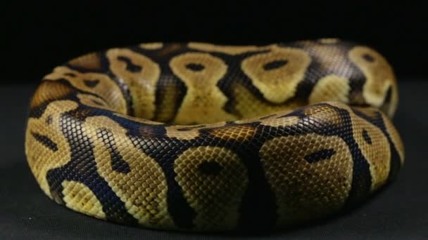 Csúszó ball python — Stock videók