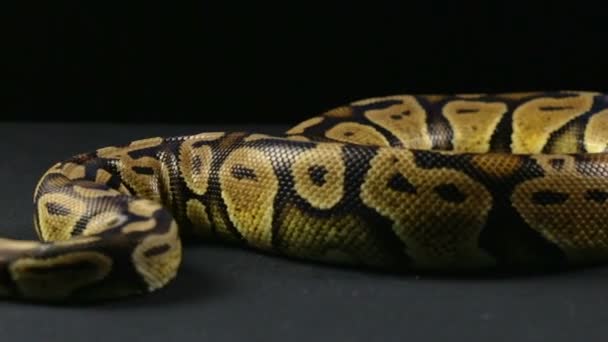 Βασιλικό python σε μαύρη επιφάνεια — Αρχείο Βίντεο