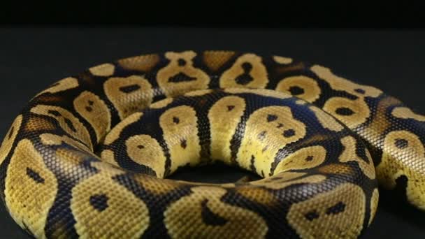 Kroužky z královské Pythonu — Stock video