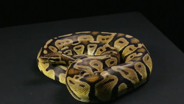 Crawling ball python, head and tongue — Stock Video