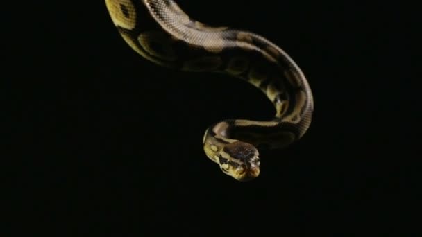 Opknoping koninklijk bal python — Stockvideo