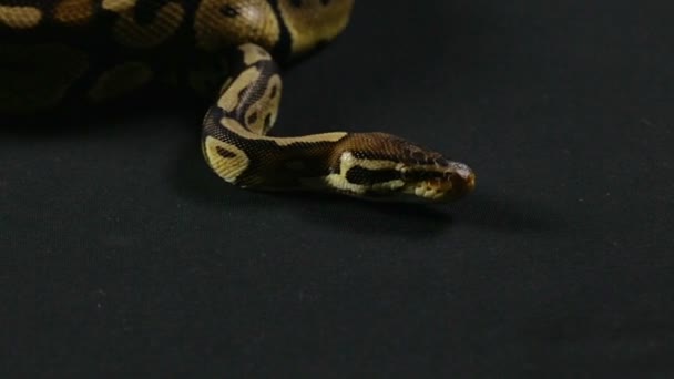 Video de serpiente - python real — Vídeo de stock