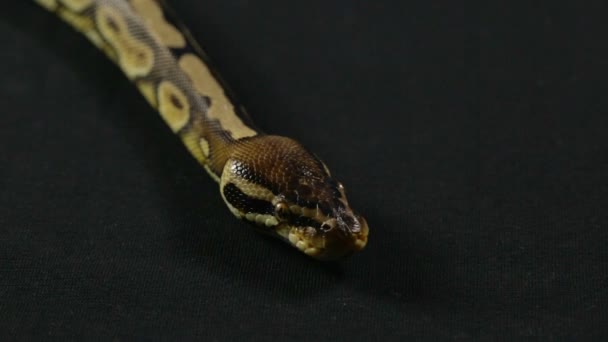 Відео змії - королівський пітон з язиком — стокове відео