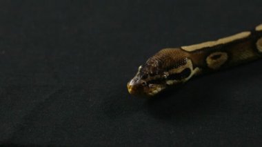 Yılan - top python dili video