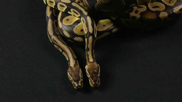 Video of snakes - two royal pythons — Stock Video