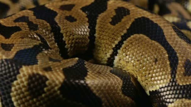 Padrão de pele de cobra de python real — Vídeo de Stock