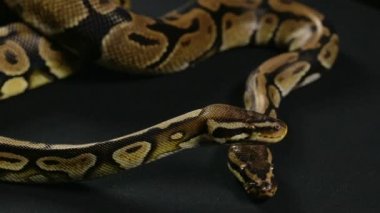 İki tarama Kraliyet piton