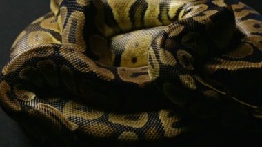 Gölge top python snakeskins desen
