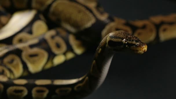Kraliyet python bekliyor — Stok video