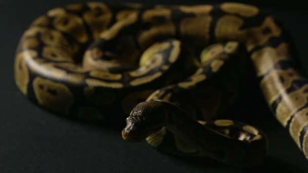 Python arrastrándose en la sombra — Vídeo de stock