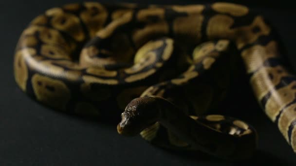 Krabbelpython im Schatten — Stockvideo